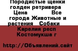 Породистые щенки голден ретривера › Цена ­ 25 000 - Все города Животные и растения » Собаки   . Карелия респ.,Костомукша г.